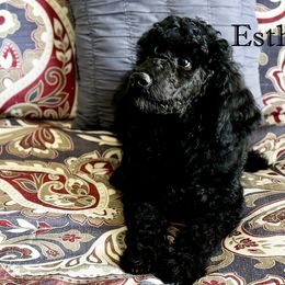 Esther - Poodle puppy from BRosie IX Standard Poodles