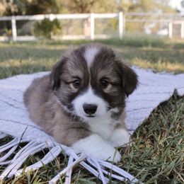 Steven (fluffy) - Sable male Pembroke Welsh Corgi puppy in Goliad, Texas from Rogers’ Fluffy Butt Corgis