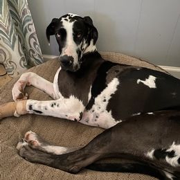 Great Danes from Jackie's Great Danes