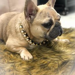 Allie - French Bulldog
