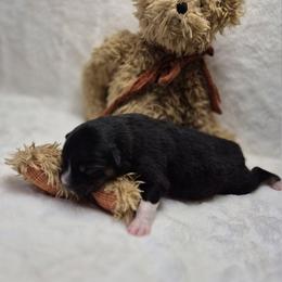 Mai Tai   Boy 1 - Black tri-color male Australian Shepherd puppy in Maryland from Lake Shore Australian Shepherds
