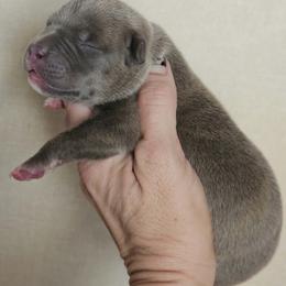 Boy 2 - Blue brindle male American Bully puppy in El Paso, Texas from PaPaws Gotta Love It Kennels