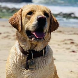 Labrador Retrievers from Huckleberries