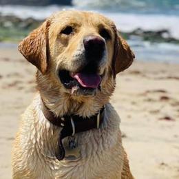 Labrador Retrievers from Huckleberries