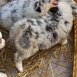 Australian Shepherd Puppies from Muddy Paw Aussies