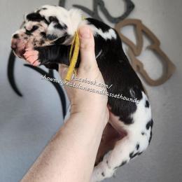 Yellow Collar - Harlequin female Great Dane puppy in Alton, Illinois from Show Me Great Danes and Basset Hounds