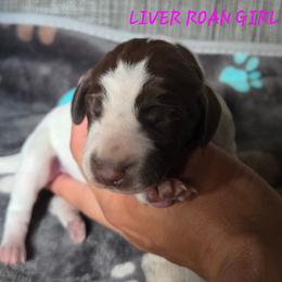 Girl 1 - Liver roan female German Shorthaired Pointer puppy in China Township, Michigan from Snell's Superior Kennel Dobermann & GSP
