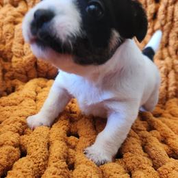 Cathy - Tri-colored female Parson Russell Terrier puppy in Apple Valley, California from Jumping Jack's Russell Terriers