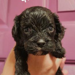 Pumpkin - Black female Cavapoo puppy in Mooresville, North Carolina from Adelaide Cottage