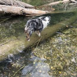 Brisby - Miniature Australian Shepherd