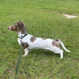 Longston - Dachshund