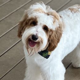 Australian Labradoodles from Dating Doodles