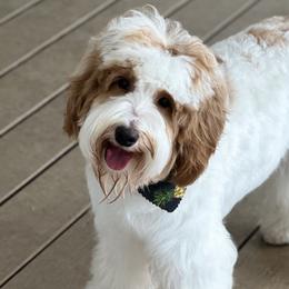 Australian Labradoodles from Dating Doodles
