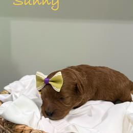 Sunny - Red female Cavapoo puppy in Spanish Fork, Utah from Poseydoodle