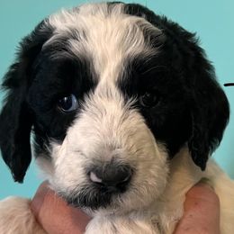 Goldendoodles and Labradoodles from Molly's Place