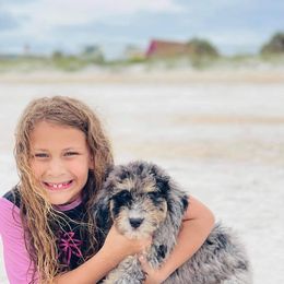 Aussiedoodle and Bernedoodle Puppies from Rowe Farms Aussiedoodles