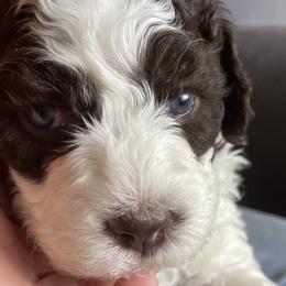 Benito / Benny - White Lagotto Romagnolo puppy in Fairfield, Iowa from Adagio Lagotto