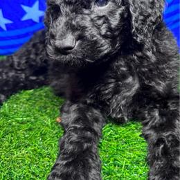 Germany - Black female Labradoodle puppy in Kingston, Georgia from CC Familydoodles