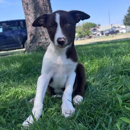 Dopey - White and red female Border Collie puppy in Oberlin, Kansas from Hangin R Kennels