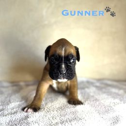 Gunner - Fawn Boxer puppy in Cicero, New York from MK Boxer Haven of CNY