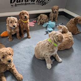 Double Doodle and Goldendoodle Puppies from Big Red Paw Doodles