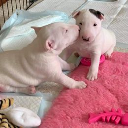 Miniature Bull Terrier Puppies from Tonka Miniature Bull Terriers