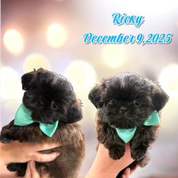 Ricky - Red male Shih Tzu puppy in Hanford, California from MeMaw Shih Tzus