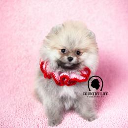 AKC Kringle - Orange sable male Pomeranian puppy in Idaho Falls, Idaho from Country Life Pomeranians