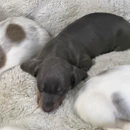 Dasher sweet grumpy face - Blue and tan male Dachshund puppy in Erie, Michigan from Champagne’s Grinch Toe’d Dachshunds