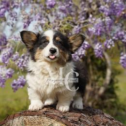 Gigi (Fluffy) - Black and tan female Pembroke Welsh Corgi puppy in Straughn, Alabama from Magnolia Creek Corgis