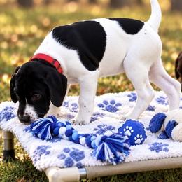 Boy 1 - Black and white male German Shorthaired Pointer puppy in Hardeman County, Tennessee from Howell Farm GSP