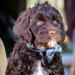 Australian Labradoodle and Labradoodle Puppies from Elite Blend Labradoodles