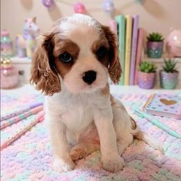 Cherry - Blenheim female Cavalier King Charles Spaniel puppy in Dallas, Texas from Holliday Cavalier King Charles Spaniels