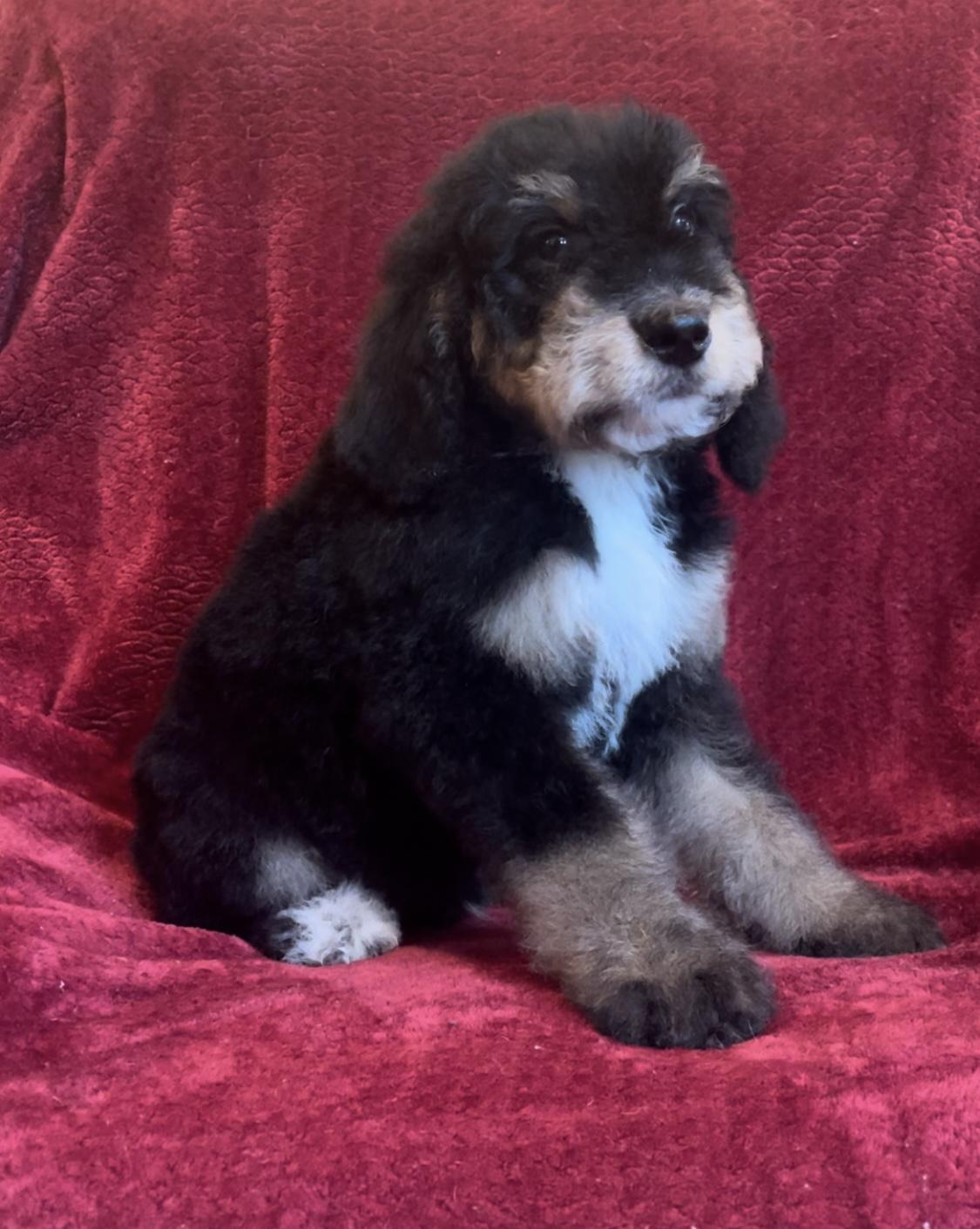 High Peaks Bernedoodles in North Carolina Bernedoodle puppies Good Dog
