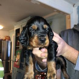 Boy 2 - Gordon Setter puppy in North Carolina from Hopper Grass Gordon Setters