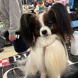 Diego - Papillon