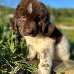 S'more - White and brown male Newfoundland puppy in Tully, New York from Bear Paw Newfoundlands