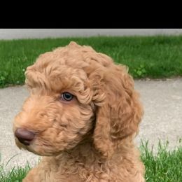 Goldendoodle Puppies from BB Doodles