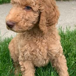 Goldendoodle Puppies from BB Doodles