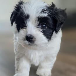Havapoo puppies from Havapoo Pups
