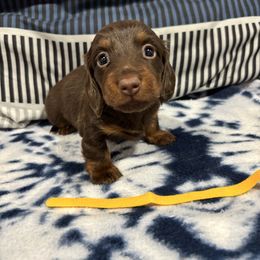 Yellow Girl - Chocolate and tan female Dachshund puppy in Wayland, Iowa from CR Kennels