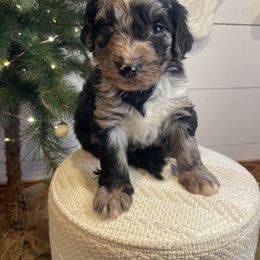 Bernedoodle and Goldendoodle Puppies from Blended Acres & Kennels