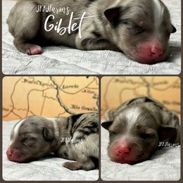 (3) Giblet - Blue merle male Miniature Australian Shepherd puppy in Huntington, Texas from JKKJ Farms