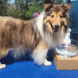 Tipsy - Shetland Sheepdog