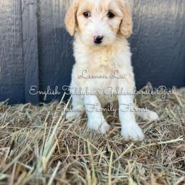 Lemon Lu English Teddybear - Parti female Goldendoodle puppy in Grove, Oklahoma from Guinn Family Farms