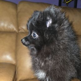 Hunnibunnies shadow - Black parti male Pomeranian puppy in Cleveland, Ohio from Hunnibunnies