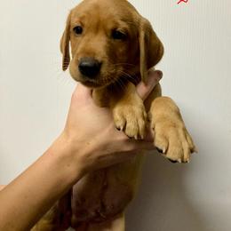 Red - Yellow male Labrador Retriever puppy in Newaygo, Michigan from Royal Oak Gundogs
