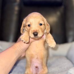 Slinky - Dapple male Dachshund puppy in Ceres, California from Rockin' M’s LilBitty Dachshunds (LBD)