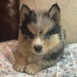 Bentley - Merle male Pomsky puppy in Ravena, New York from Osiris’s Siberians & Pomskies