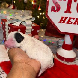 Frost - Parti male Yorkipoo puppy in Clifton, New Jersey from Kdash_yorkies